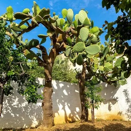 Trasolemare